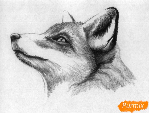 Лисичка рисунок карандашом