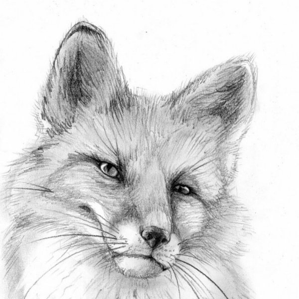 Лисы карандашом