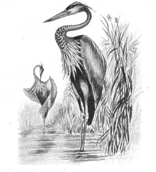 Цапля эскиз карандашом