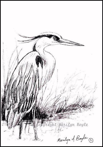 Цапля карандашом