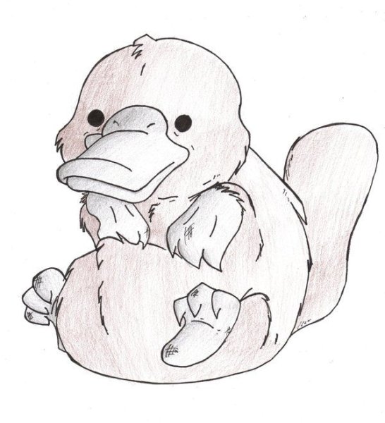 Утконос раскраска