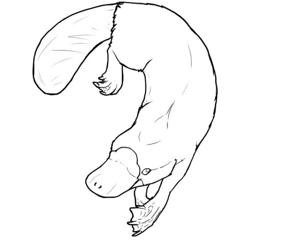 Утконос эскиз