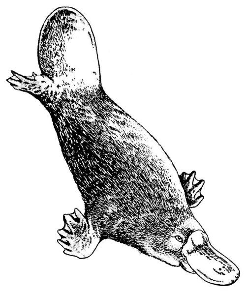 Утконос черно белый