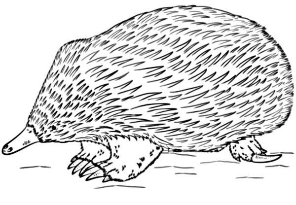Рисунок ехидны