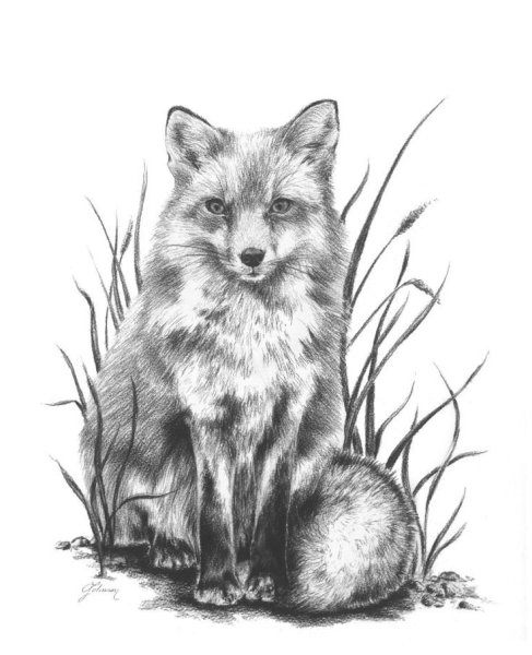 Лиса эскиз карандашом