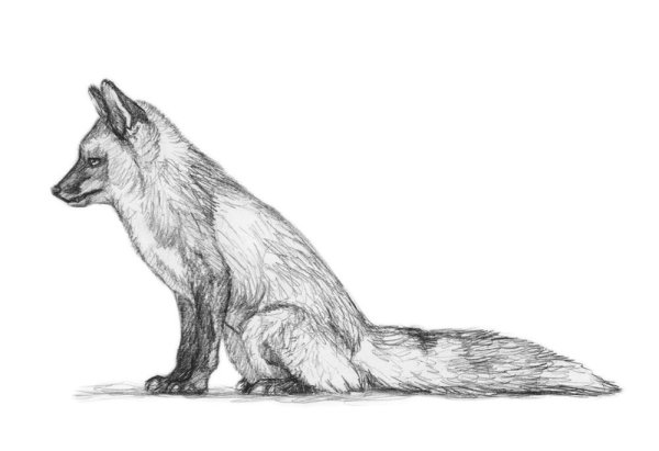 Лисица рисунок карандашом