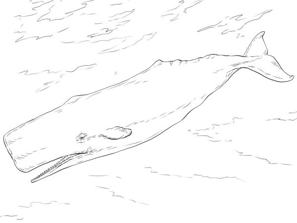 Кашалот рисунок раскраска