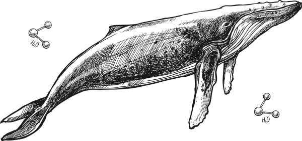 Схематичное изображение кита