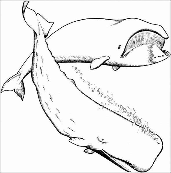 Синий кит Белуха Касатка Кашалот