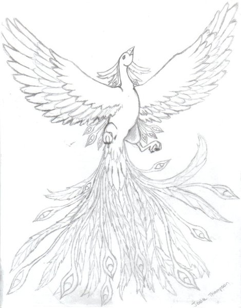 Картинки Жар птицы для срисовки