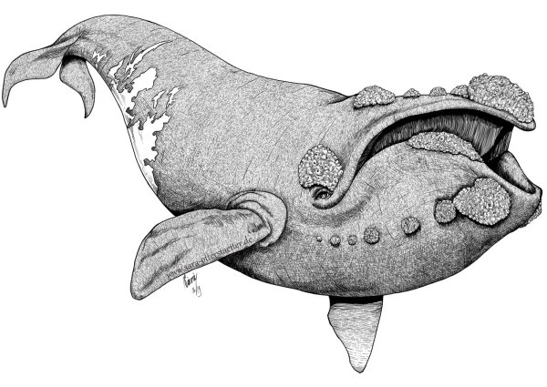 Синий кит рисунок карандашом