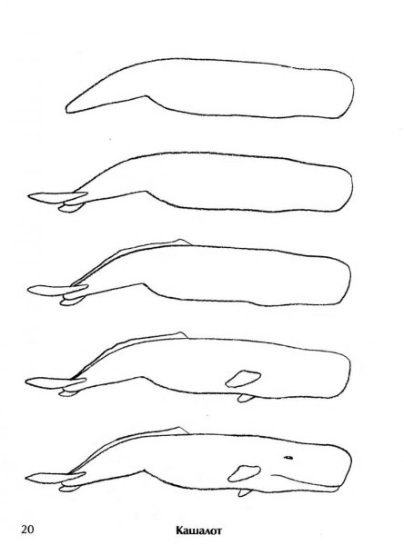 Синий кит поэтапное рисование