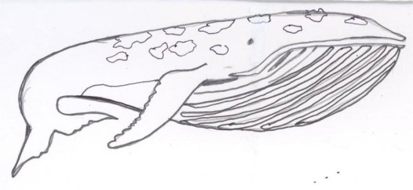 Кашалот карандашом для детей