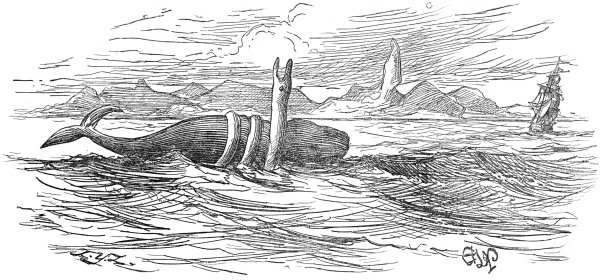 Рисунок Кашалот на берегу