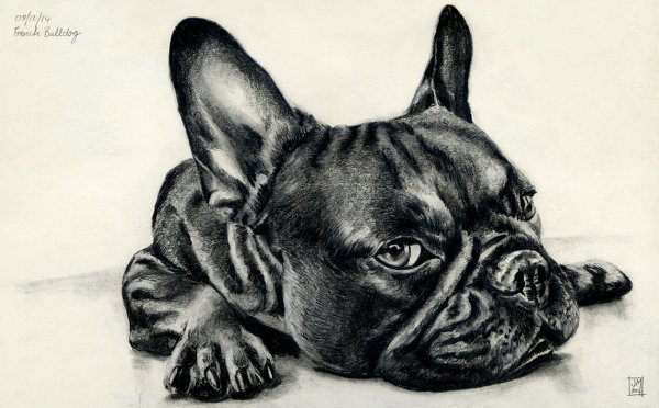 Голова французского бульдога