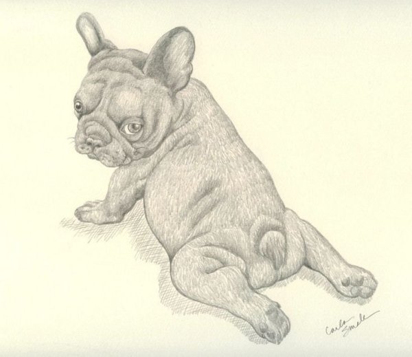 Бульдог карандашом