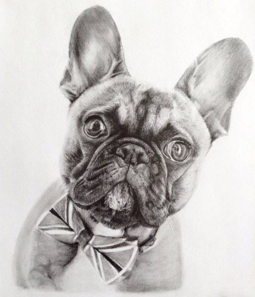 Французский бульдог эскиз