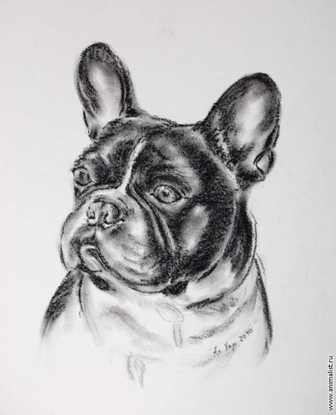 Французский бульдог карандашом