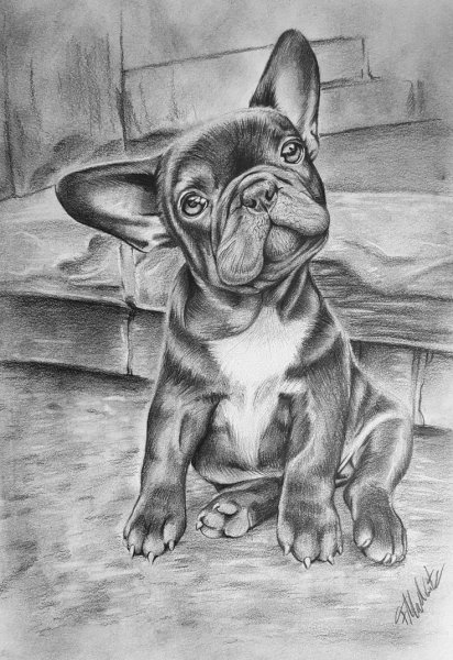 Французский бульдог карандашом