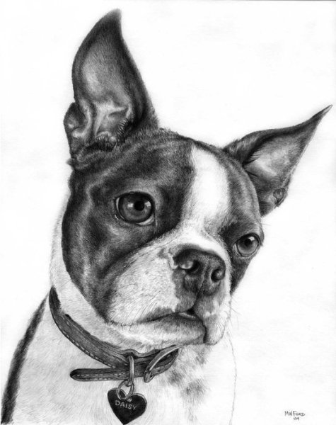 Бостон терьер обоинарисованый