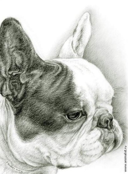 Французский бульдог карандашом