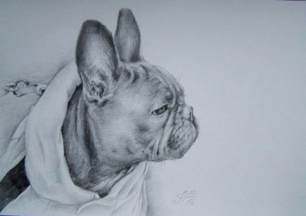 Рисунки бульдогов простым карандашом