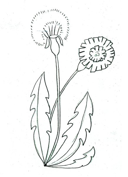 Раскраска одуванчик и мать и мачеха
