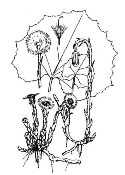 Первоцветы мать и мачеха рисунок