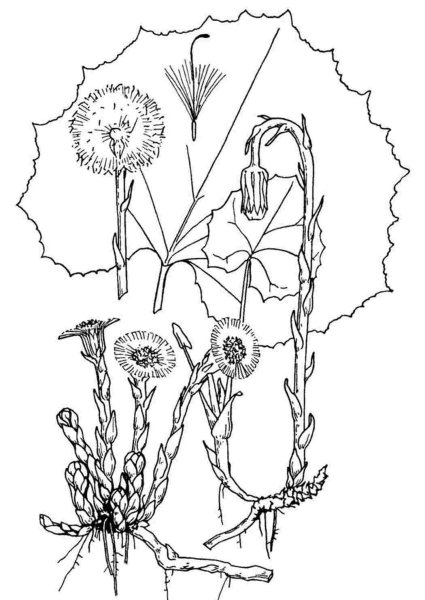 Мать и мачеха раскраска