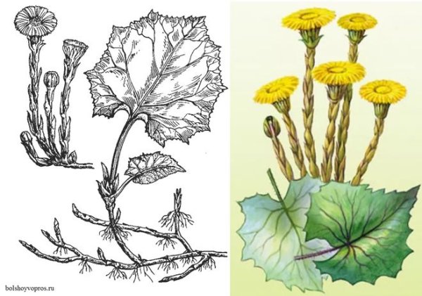 Зарисовки растений