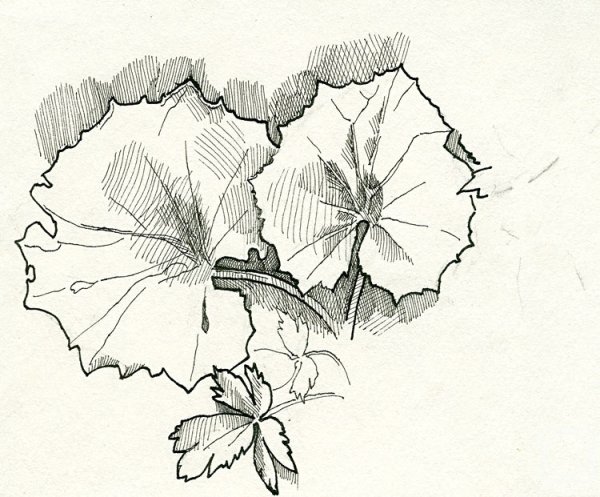 Мать и мачеха черно белая