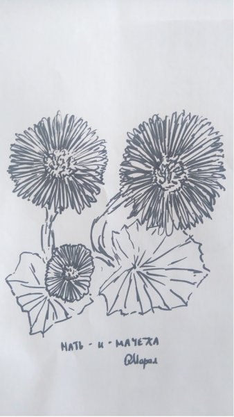 Одуванчик раскраска