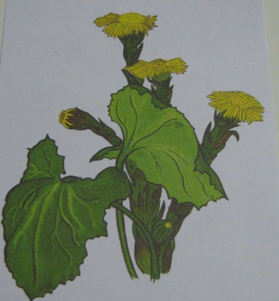 Одуванчики цветными карандашами