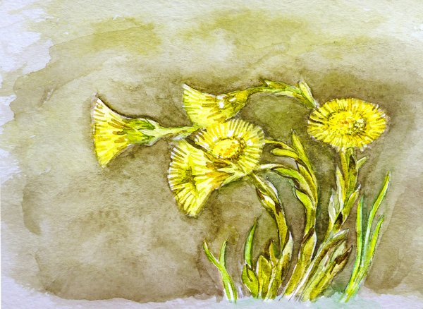 Одуванчик раскраска для детей