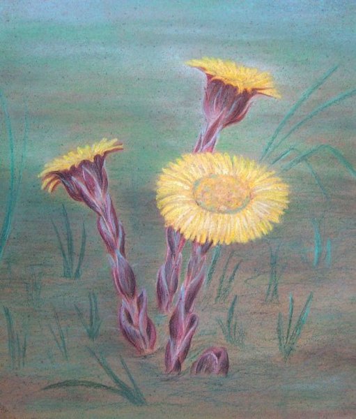 Одуванчик раскраска