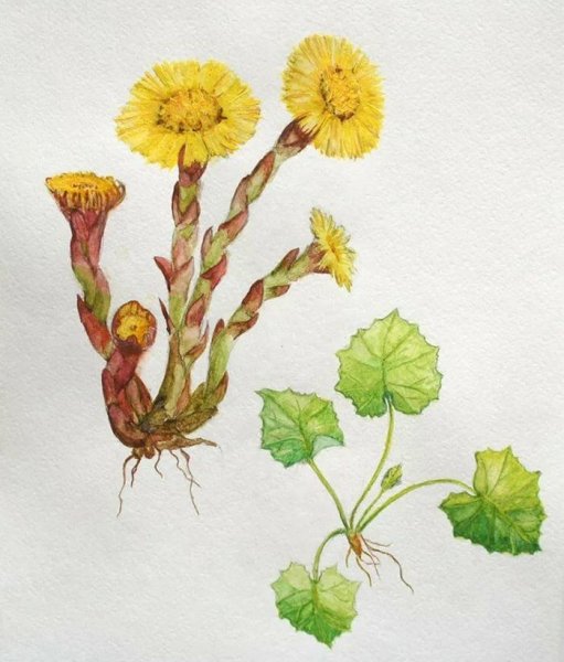 Раскраска первоцветы для детей мать и мачеха