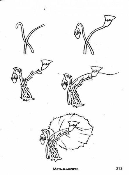 Поэтапное рисование одуванчика