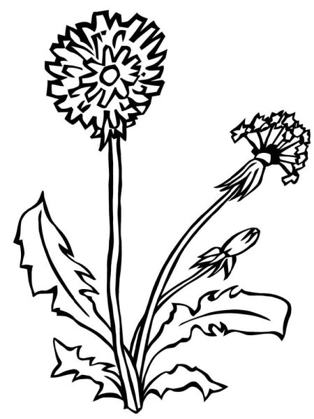 Календула эскиз с названиями