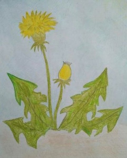 Tussilago Farfara Ботаническая иллюстрация