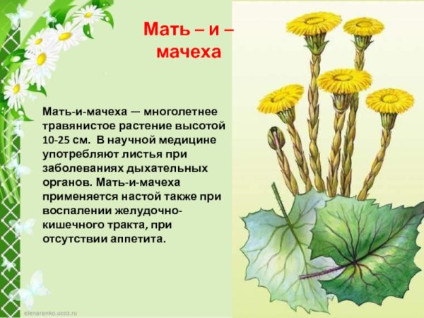 Раскраска мать-и-мачеха для детей