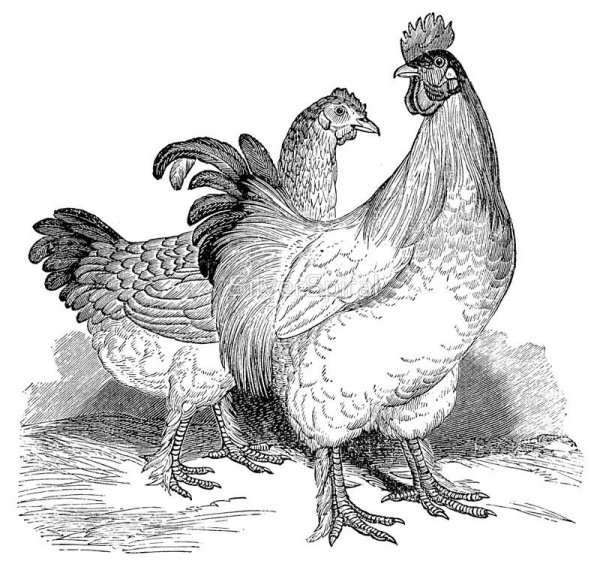 Курица рисунок карандашом