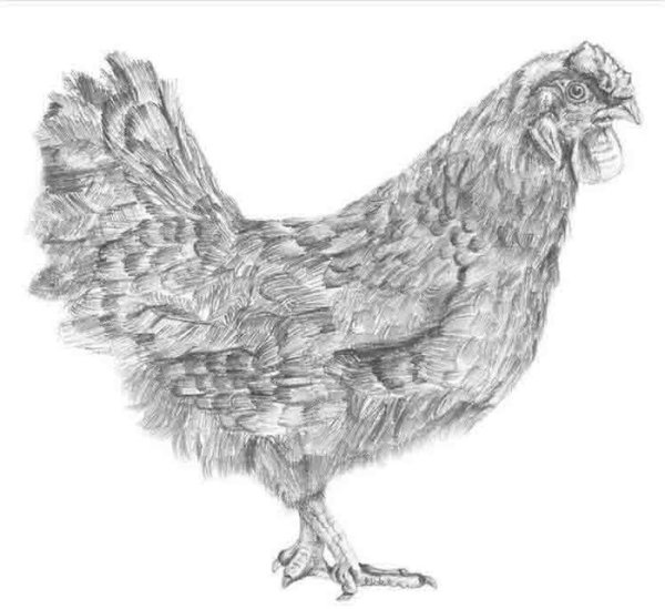Курица рисунок карандашом