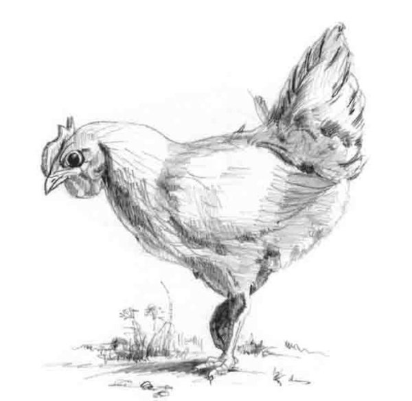 Курица рисунок карандашом