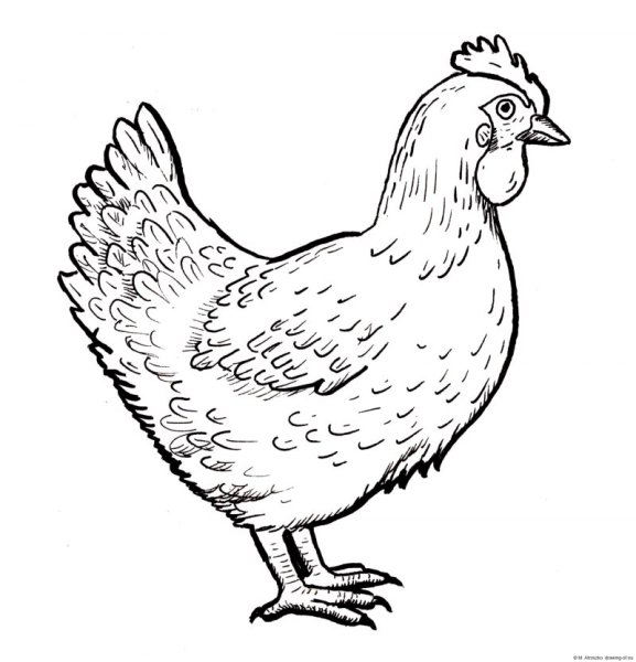 Курица для детей черно белая