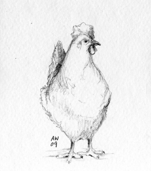 Курица набросок