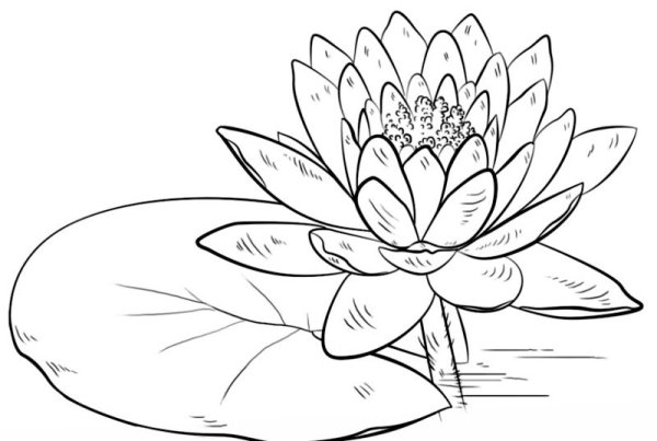 Кувшинка белая водяная Лилия