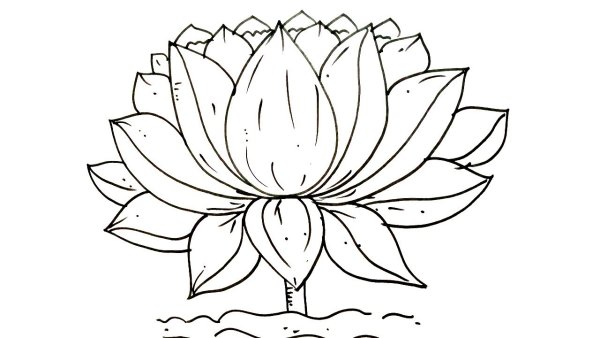 Экзотические цветы рисунки карандашом