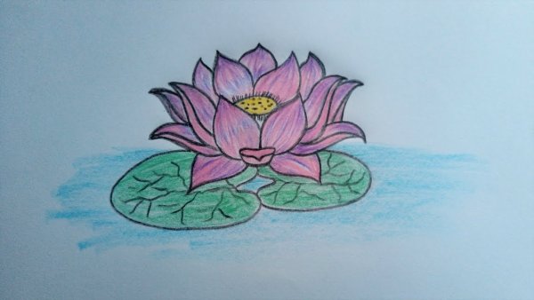 Лотос детский рисунок