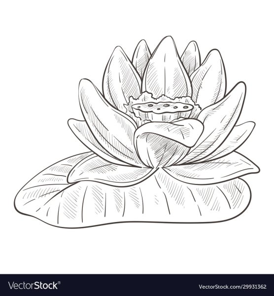 Лотос с листьями эскиз