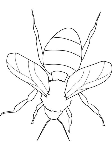 Раскраска насекомые Шмель